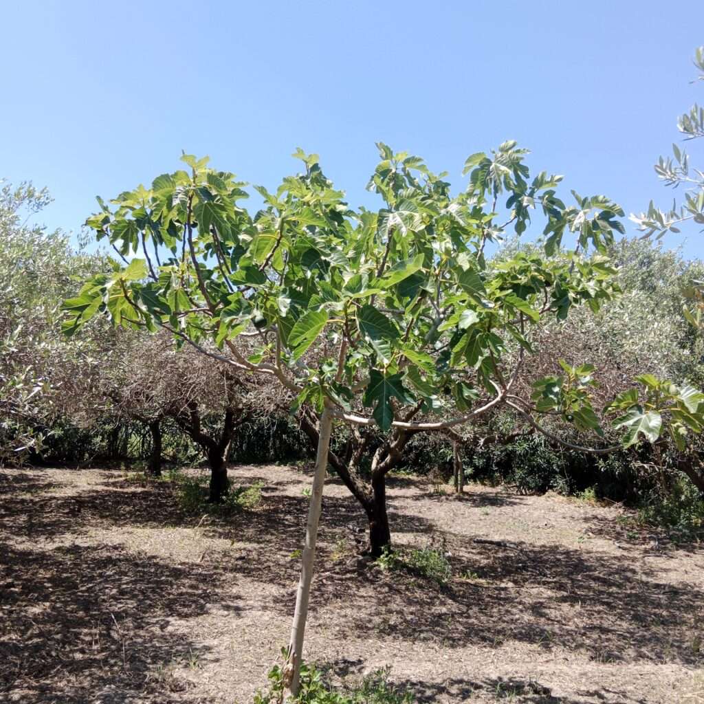 Feigenbaum