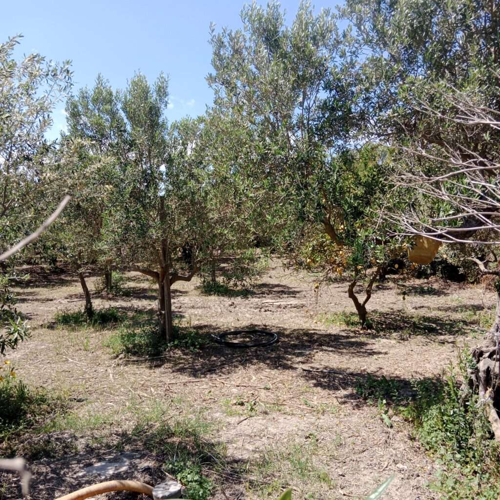 Olivengarten in der Stagnone von Marsala als Stellplatz für Camper
