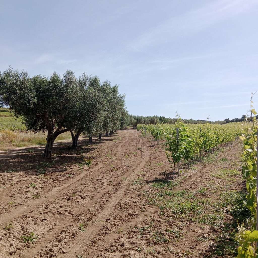 Weinberg mit Olivenbäumen in Mazara del Vallo