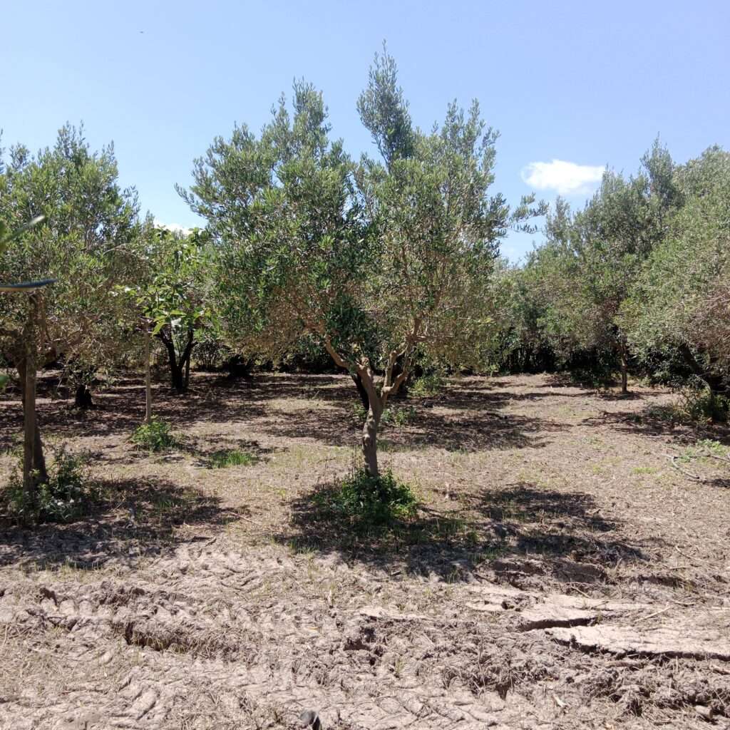 Olivengarten in der Stagnone von Marsala als Stellplatz für Camper