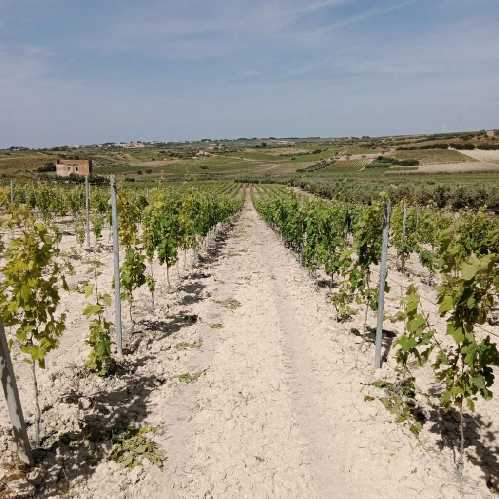 Weinberg mit Olivenbäumen in Mazara del Vallo