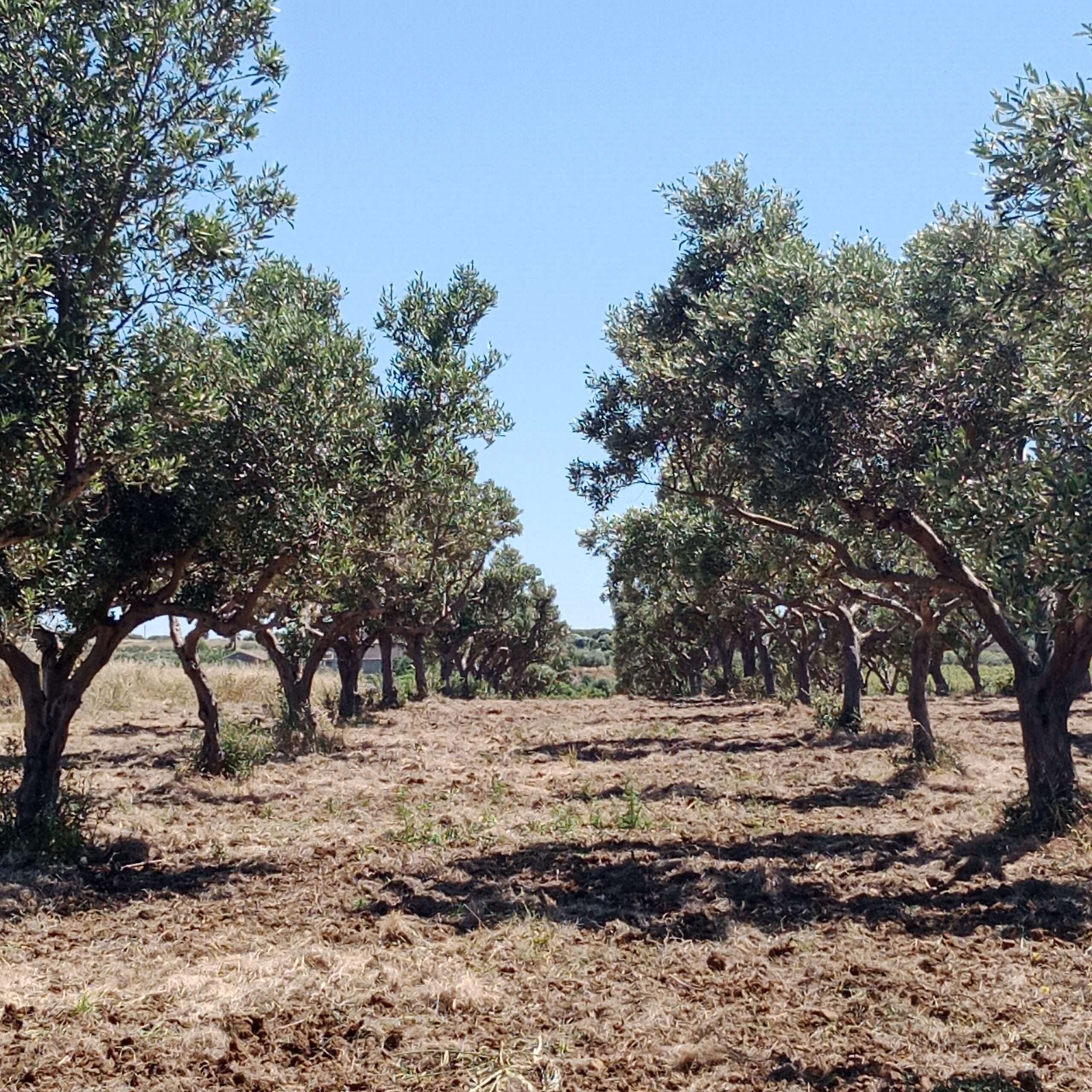 Olivenhain mit Rustico in Salinagrande