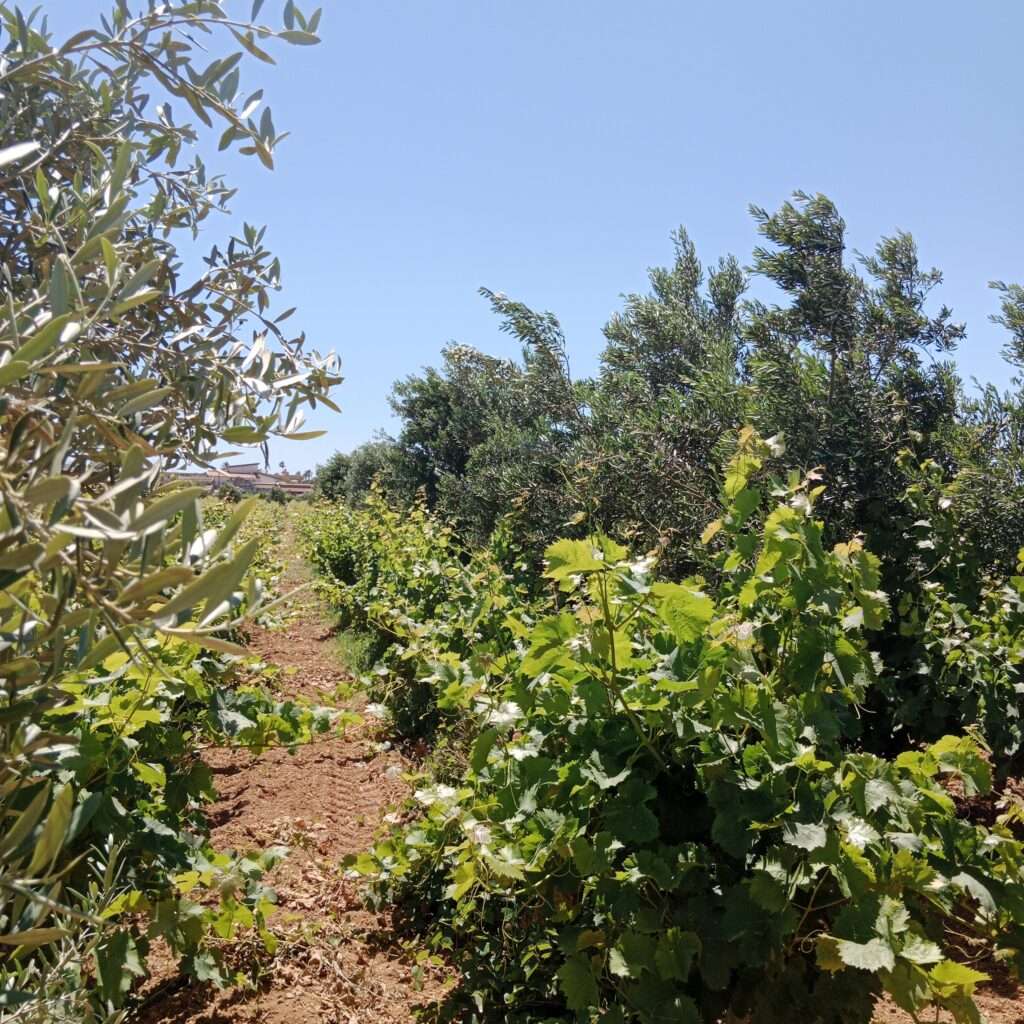 Weinreben und Olivenbäume