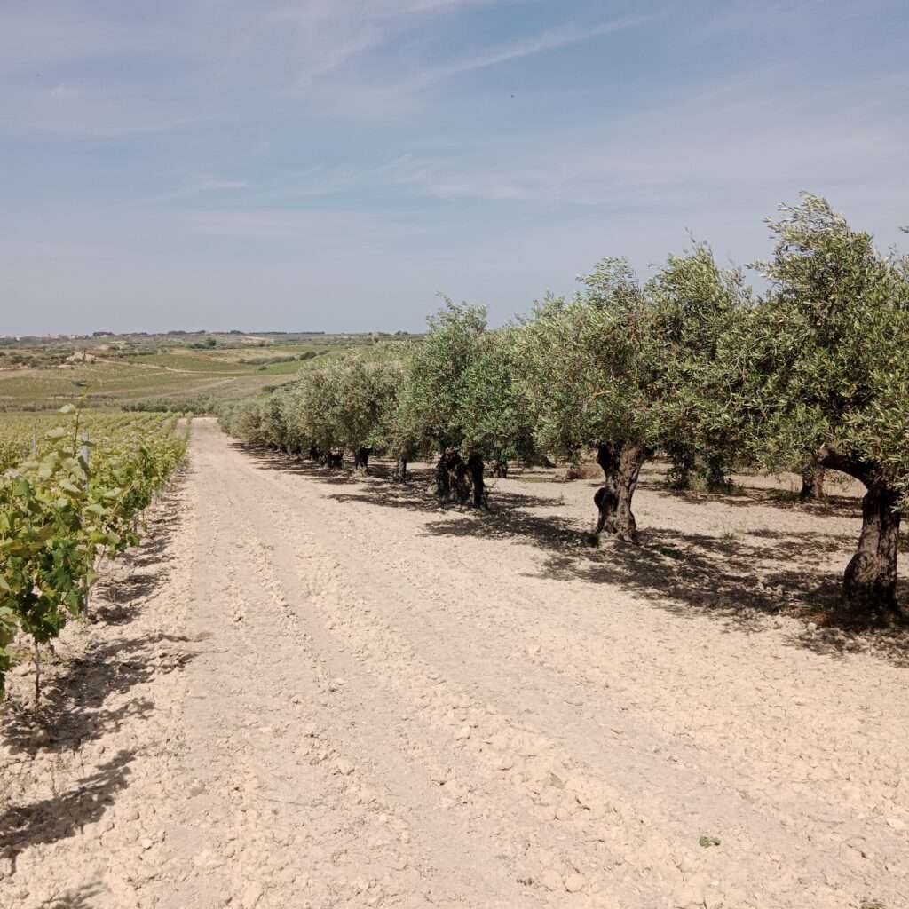Olivenbäume am Rand des Weinbergs