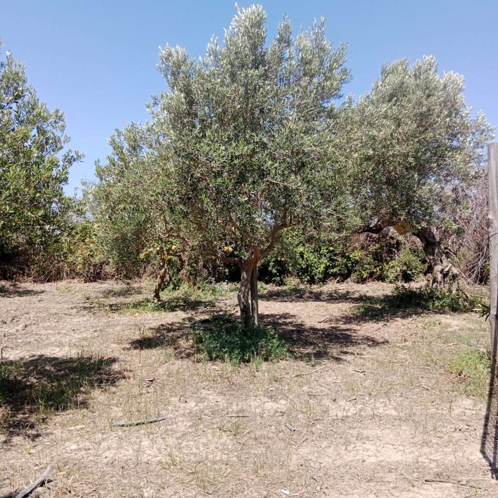 Olivenbaum