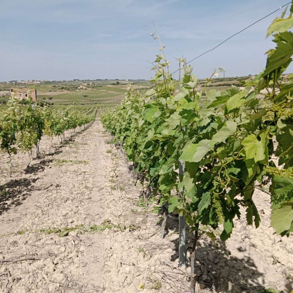 Weinreben der Sorte Syrah