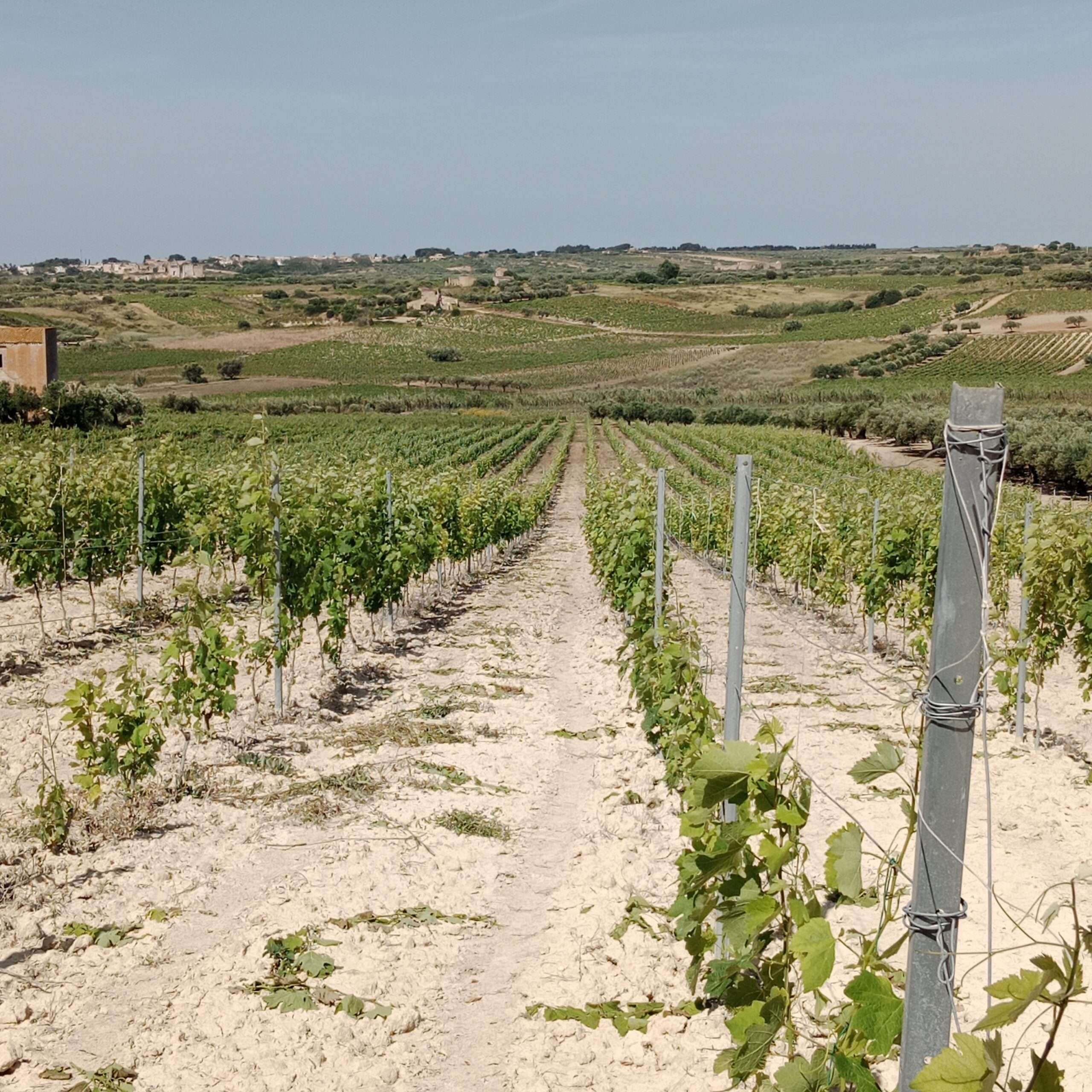 Weinberg mit Olivenbäumen in Mazara del Vallo