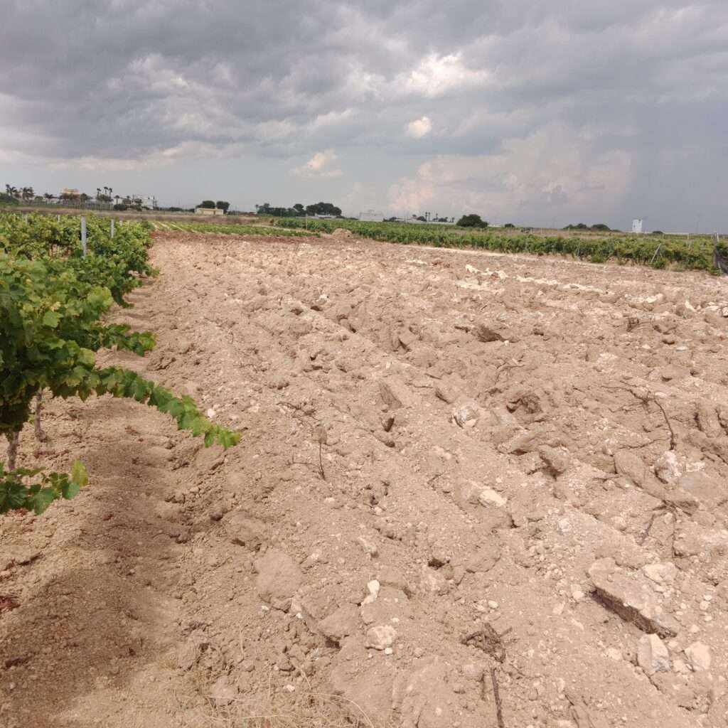 Freie Fläche für den Anbau des Nerello Mascalese