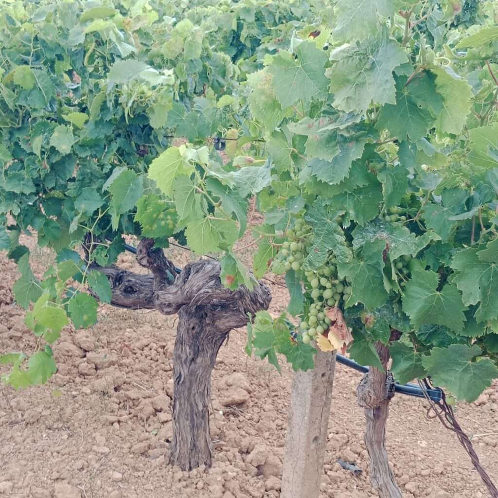 Weinreben der Sorte Grecanico