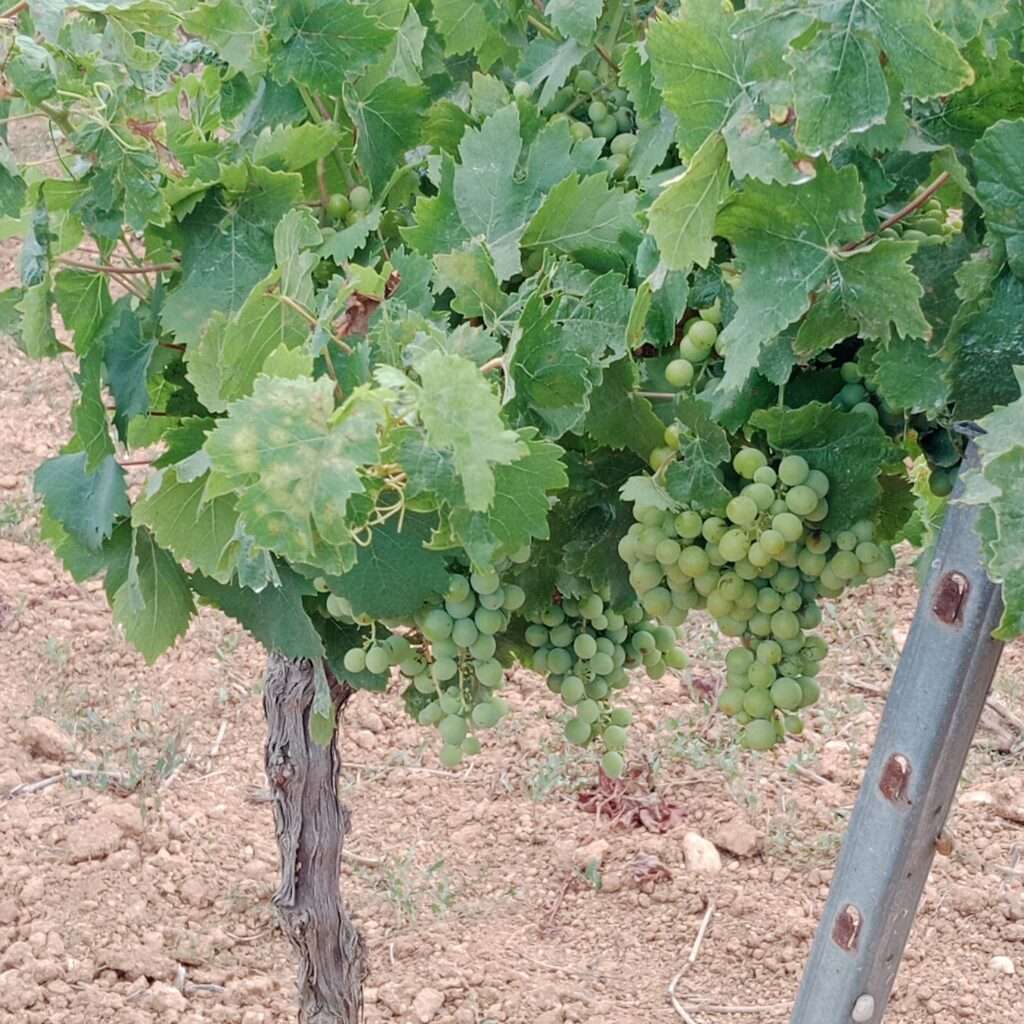 Weinreben der Sorte Grillo
