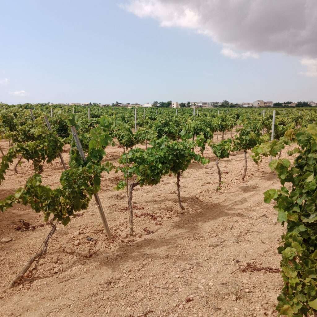 Weinreben der Sorte Grillo