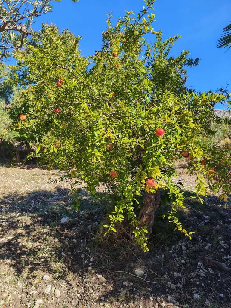 Granatapfelbaum