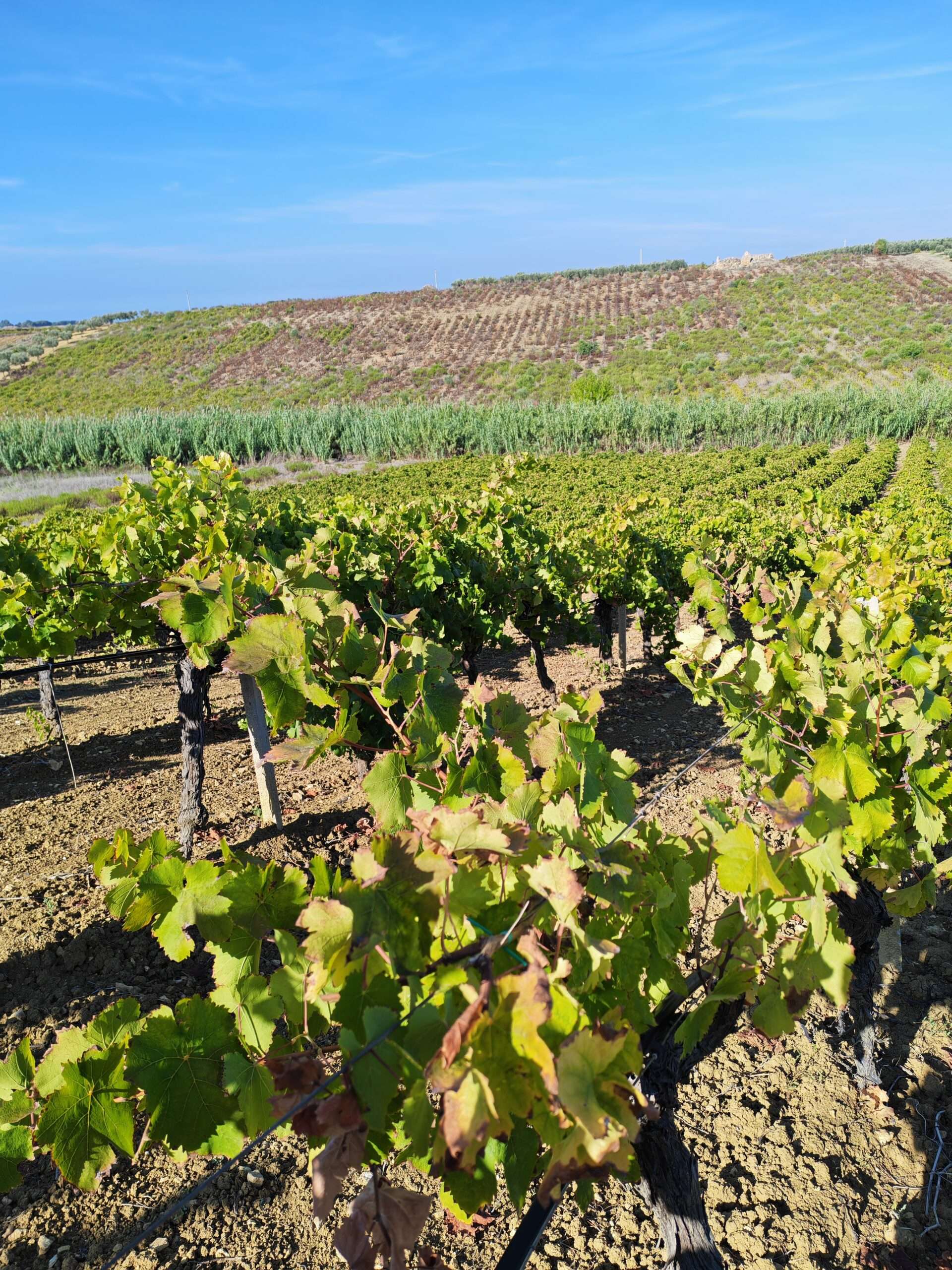 Weinberg im Hinterland von Selinunt