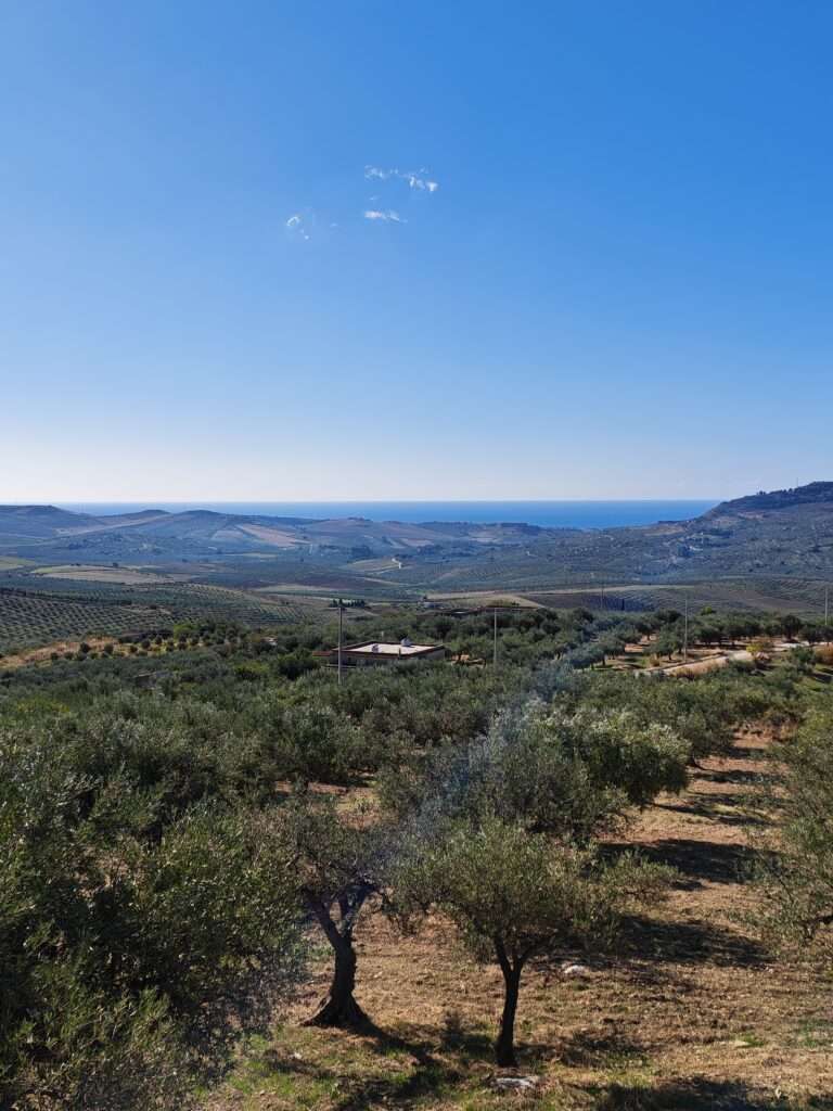 Großer Olivenhain mit Landhaus und Meersicht in Sciacca