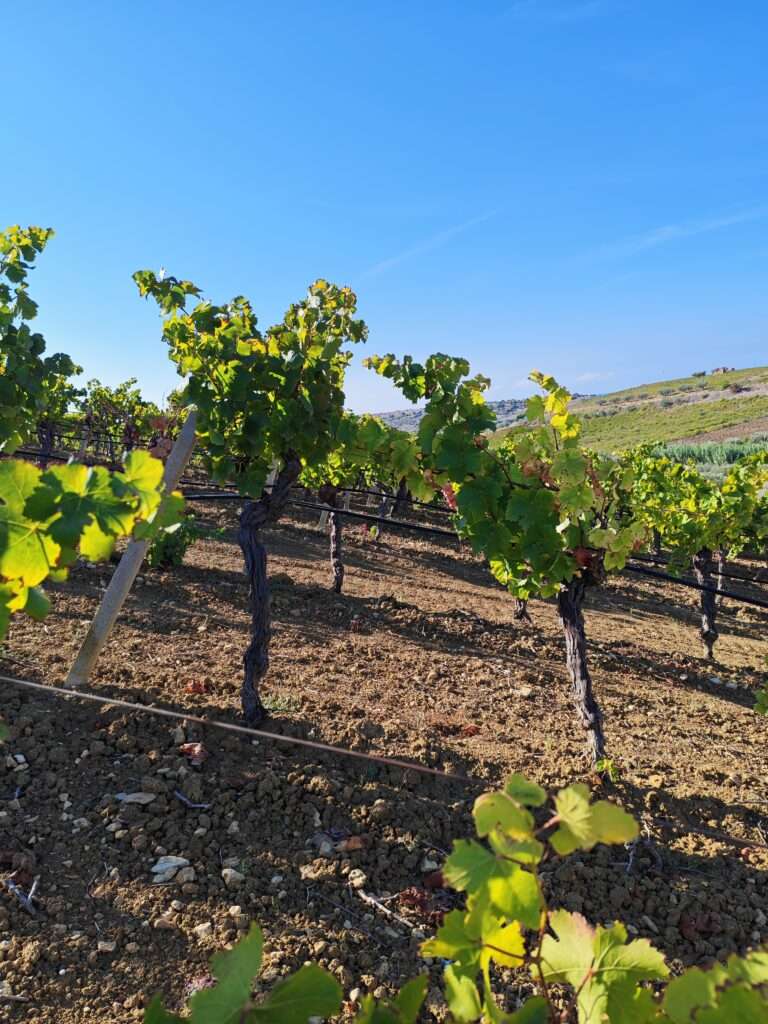 Weinreben