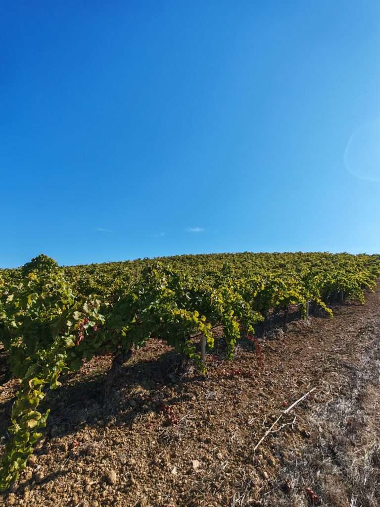 Weinberg im Hinterland von Selinunt