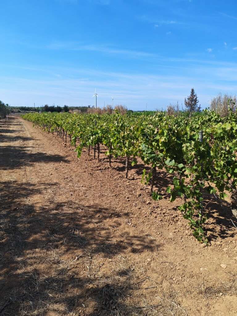 Olivenbäume und Weinreben in Mazara del Vallo